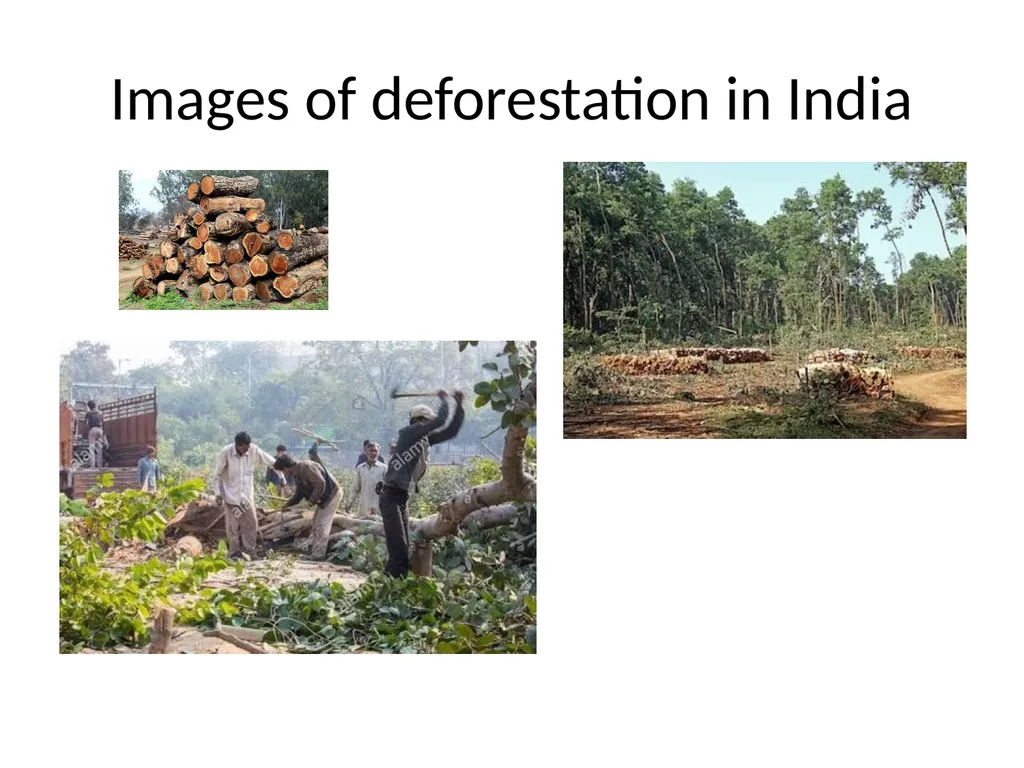 Deforestation ‘Cutting down trees over a large - slide 2 of 9