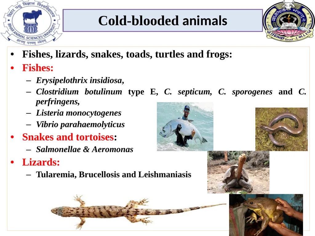 Role of animals in transmission of zoonotic - slide 6 of 6