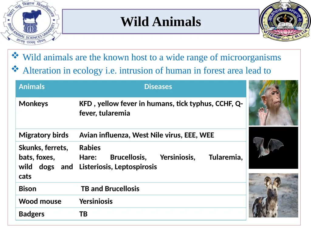 Role of animals in transmission of zoonotic - slide 5 of 6