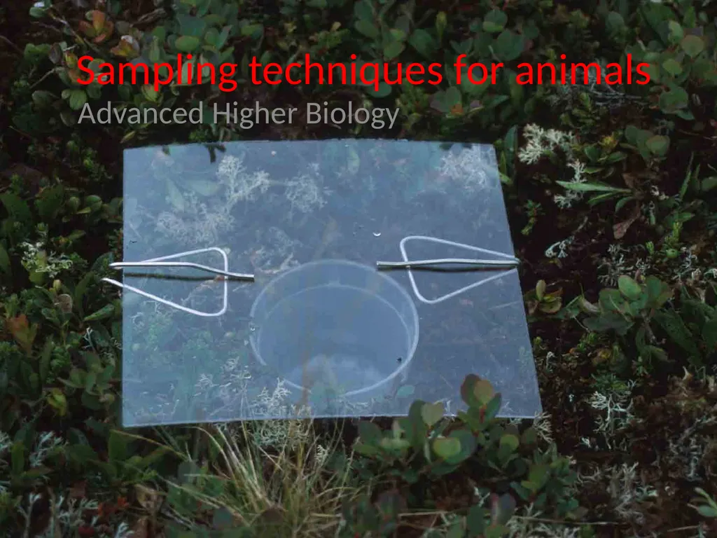 Sampling techniques for animals Advanced Higher - slide 1 of 9