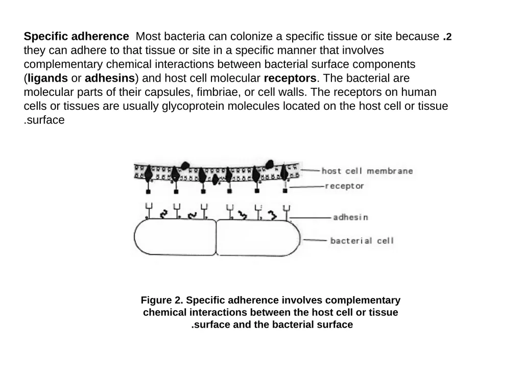 NORMAL FLORA OF HUMAN BODY Assistant Prof. Dr. - slide 10 of 16