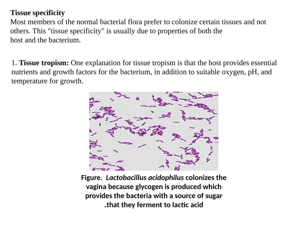 NORMAL FLORA OF HUMAN BODY Assistant Prof. Dr. - slide 9 of 16