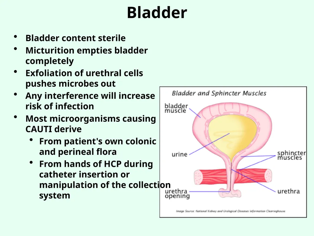 Sources of Healthcare Associated Infections - slide 26 of 29