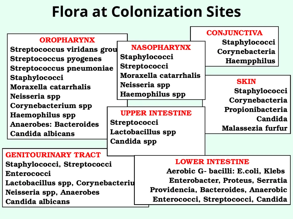 Sources of Healthcare Associated Infections - slide 4 of 29