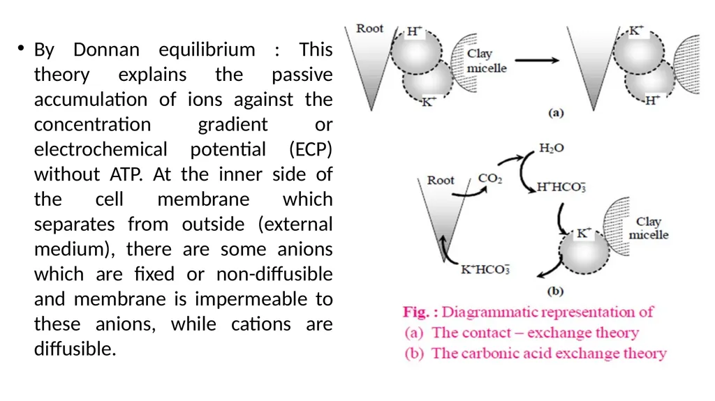 Mineral Nutrition Dr. Habibur Rahman Associate - slide 35 of 40