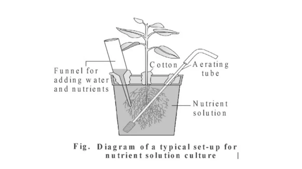 Mineral Nutrition Dr. Habibur Rahman Associate - slide 6 of 40