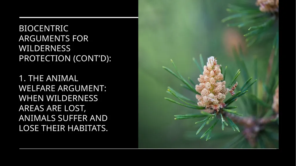 Chapter 11 Wilderness Preservation Wilderness - slide 24 of 41