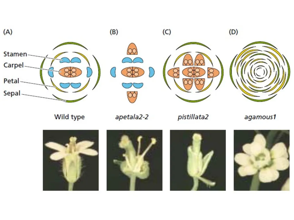 Flowering and its Regulation Prepared by Ashish - slide 13 of 39