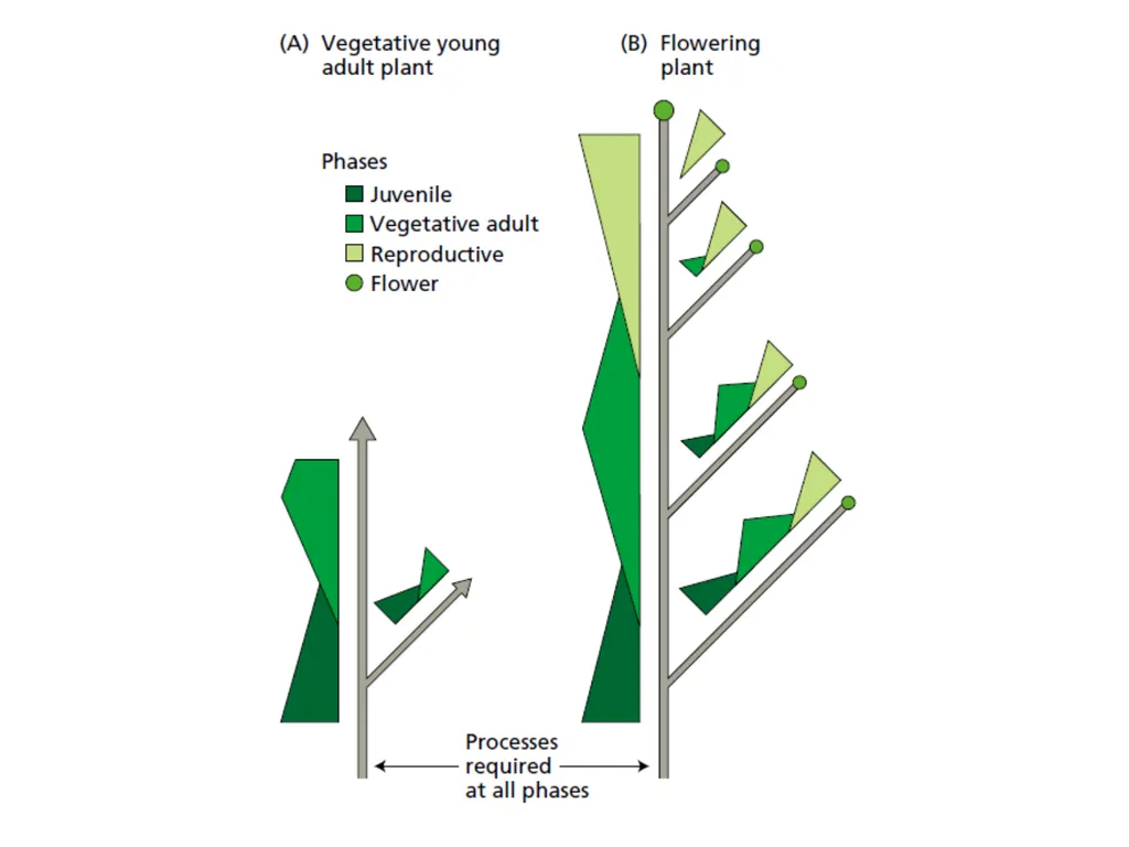 Flowering and its Regulation Prepared by Ashish - slide 22 of 39