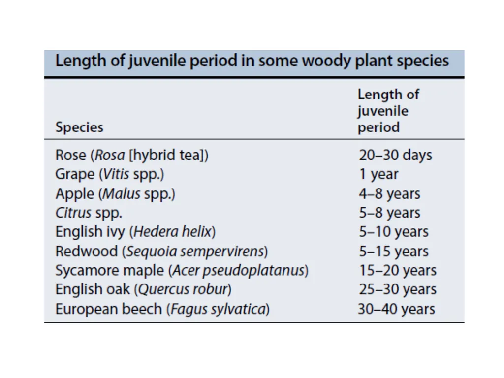 Flowering and its Regulation Prepared by Ashish - slide 23 of 39