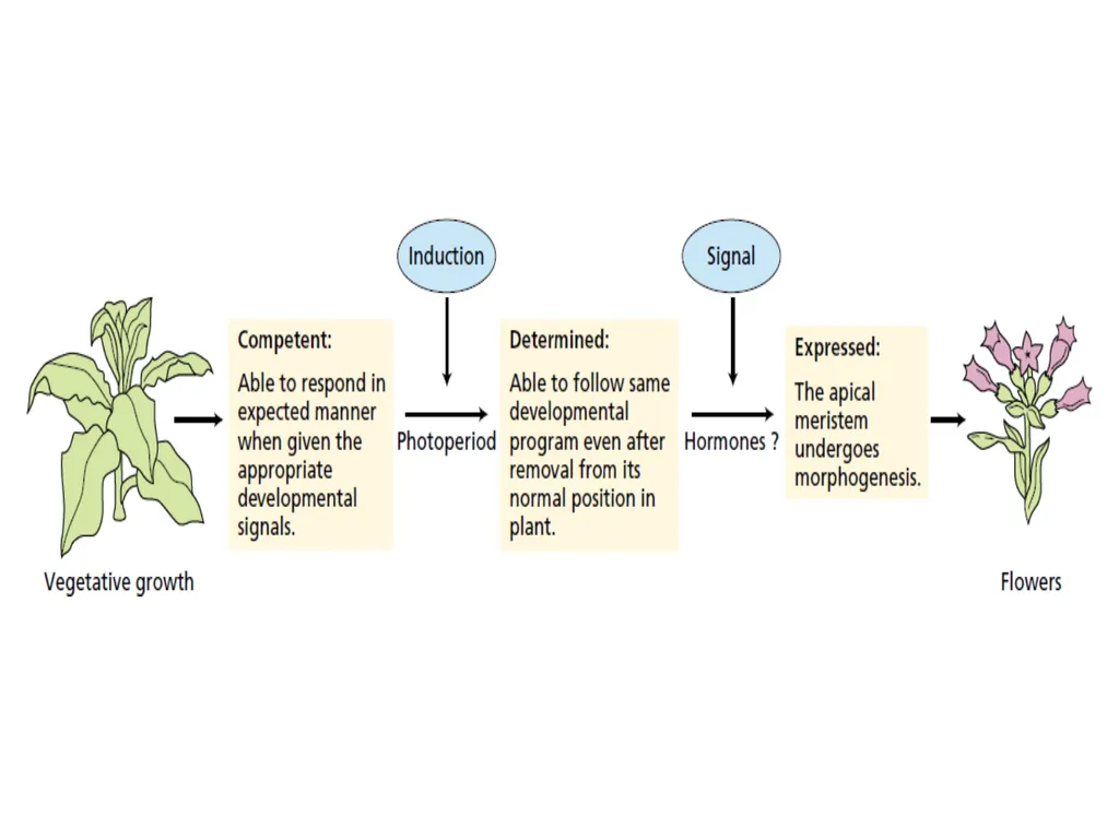 Flowering and its Regulation Prepared by Ashish - slide 26 of 39