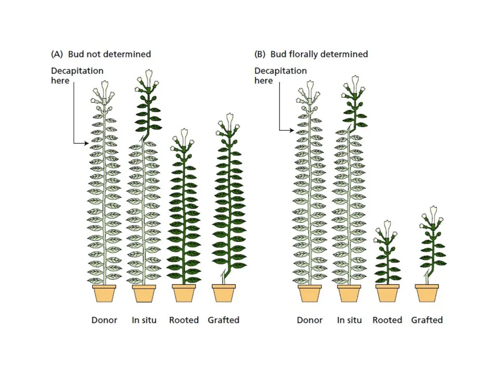 Flowering and its Regulation Prepared by Ashish - slide 27 of 39