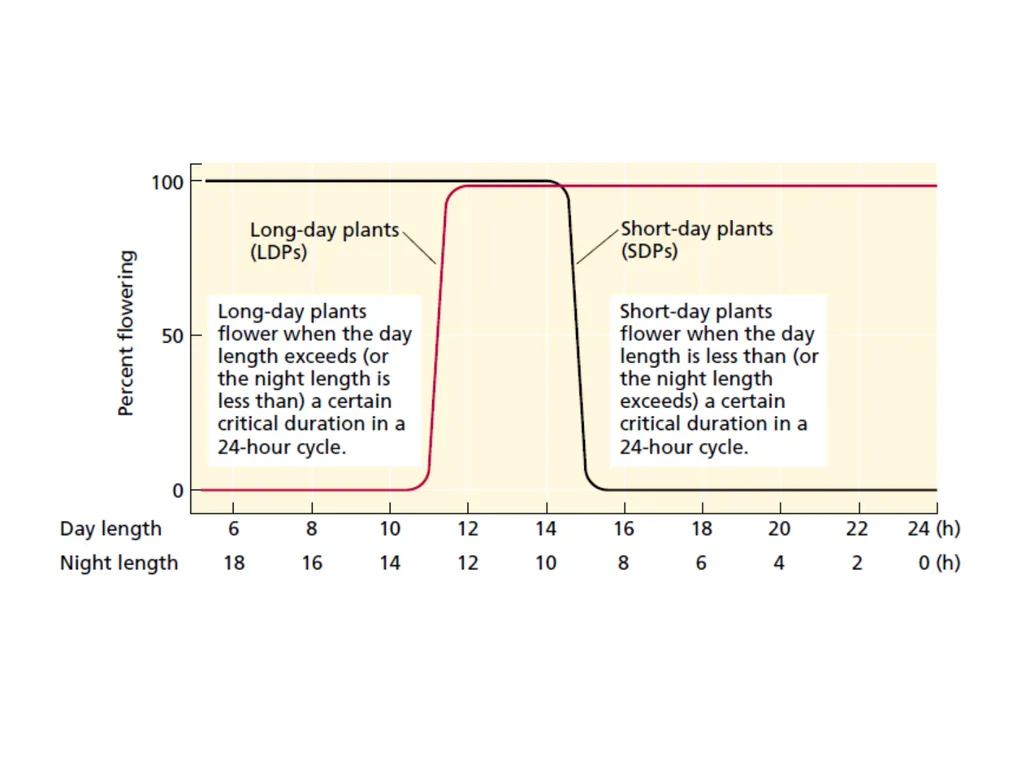 Flowering and its Regulation Prepared by Ashish - slide 30 of 39