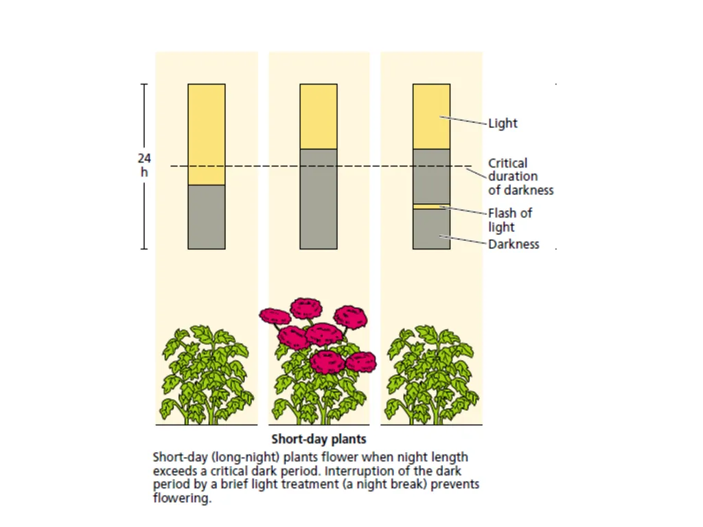 Flowering and its Regulation Prepared by Ashish - slide 33 of 39