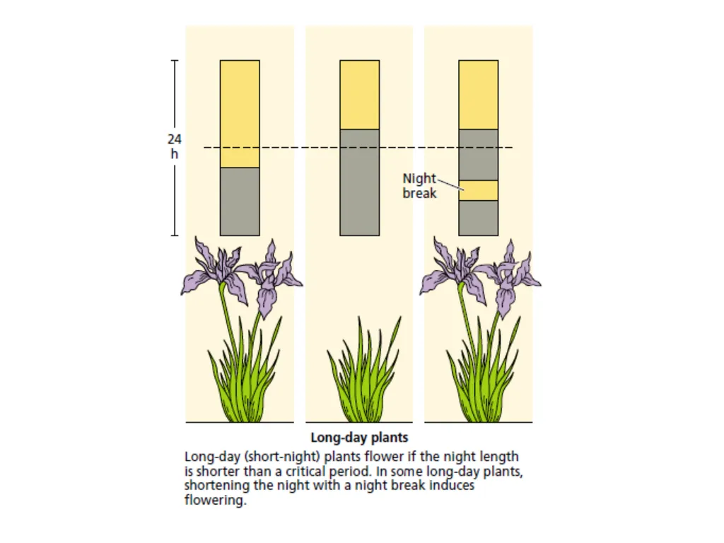 Flowering and its Regulation Prepared by Ashish - slide 34 of 39