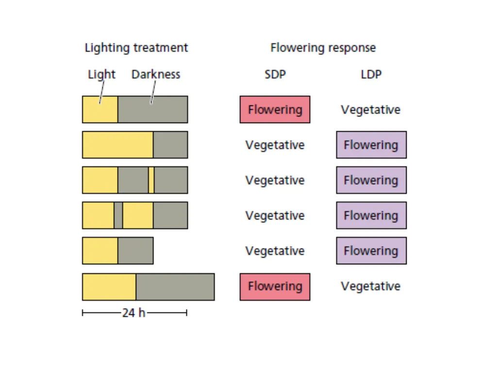 Flowering and its Regulation Prepared by Ashish - slide 35 of 39