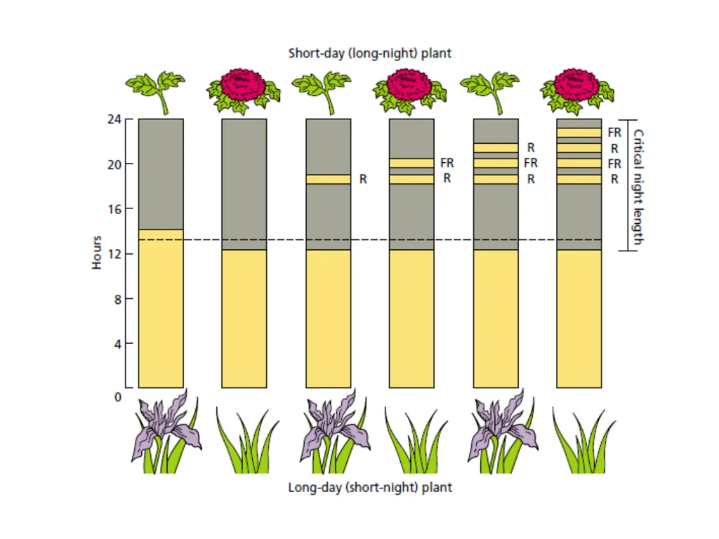 Flowering and its Regulation Prepared by Ashish - slide 37 of 39
