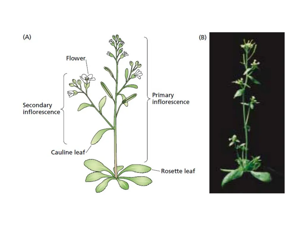 Flowering and its Regulation Prepared by Ashish - slide 5 of 39