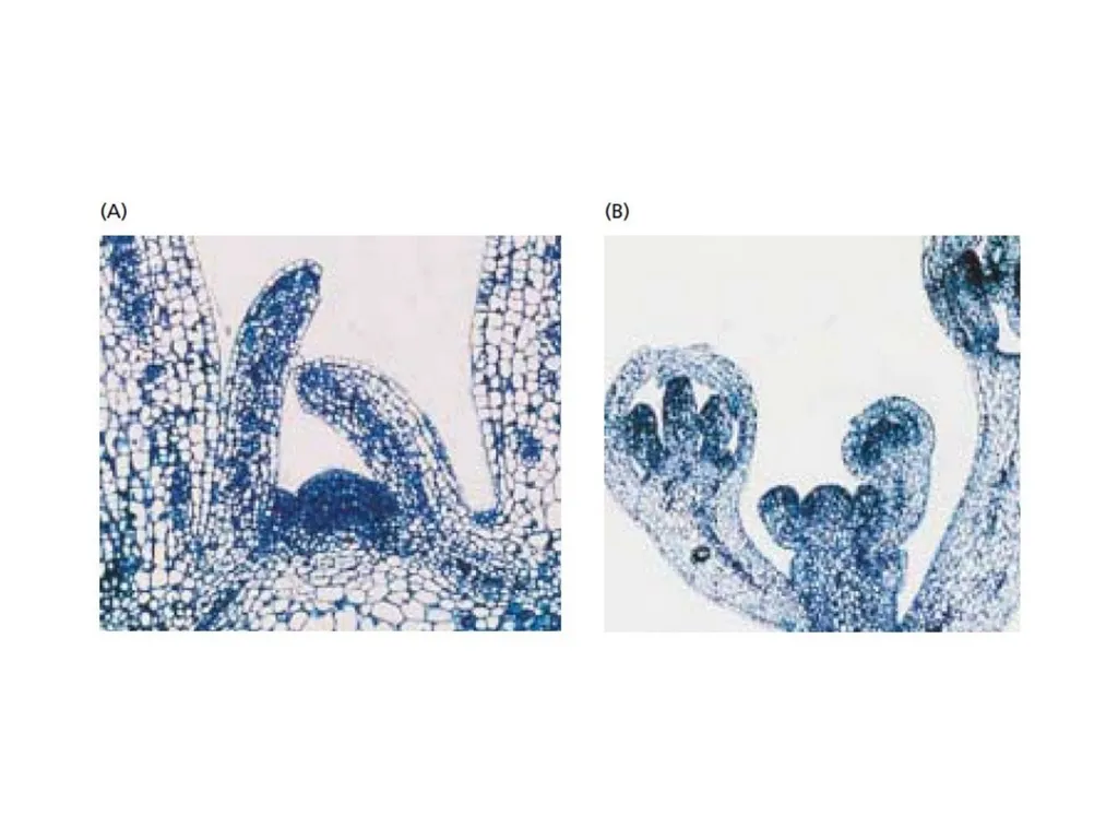 Flowering and its Regulation Prepared by Ashish - slide 6 of 39