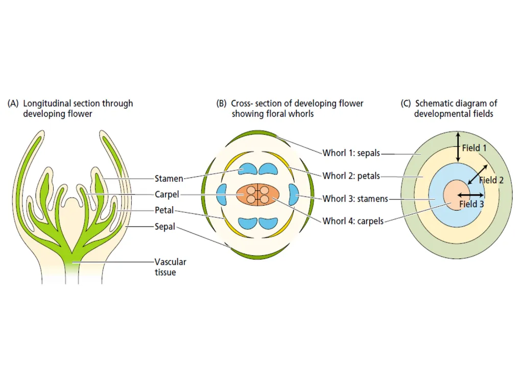 Flowering and its Regulation Prepared by Ashish - slide 8 of 39