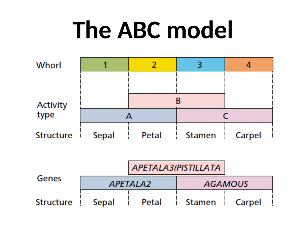 Flowering and its Regulation Prepared by Ashish - slide 14 of 39