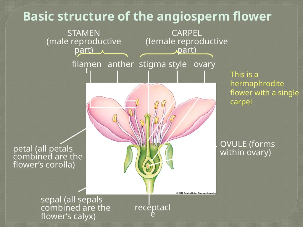 Flowers Submitted by Bhanu Raj Meena Basic - slide 2 of 5