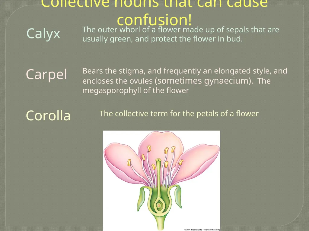 Flowers Submitted by Bhanu Raj Meena Basic - slide 3 of 5