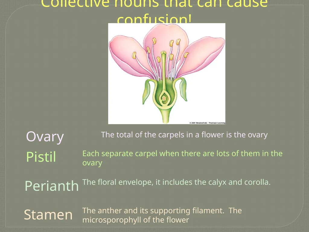 Flowers Submitted by Bhanu Raj Meena Basic - slide 4 of 5