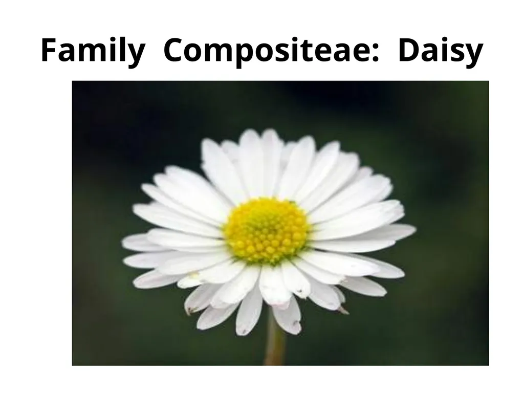 Plant Identification Plant Identification All - slide 27 of 48