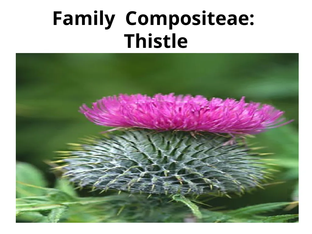 Plant Identification Plant Identification All - slide 31 of 48