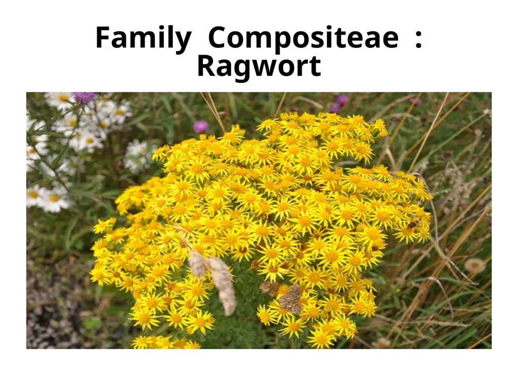 Plant Identification Plant Identification All - slide 25 of 48