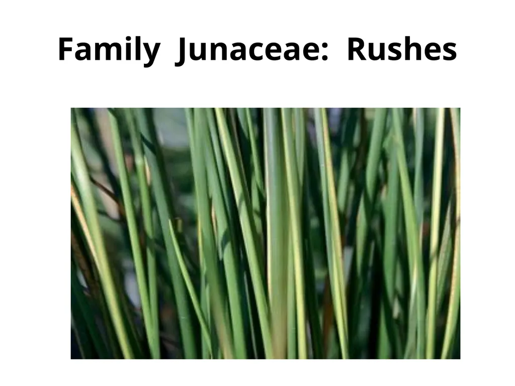 Plant Identification Plant Identification All - slide 48 of 48