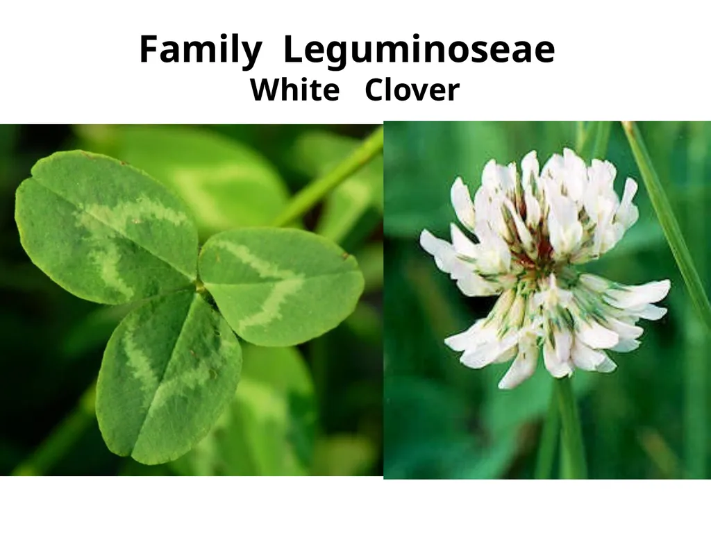 Plant Identification Plant Identification All - slide 38 of 48