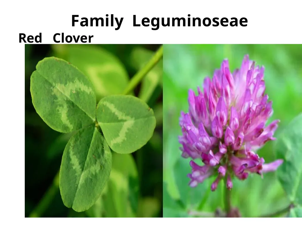 Plant Identification Plant Identification All - slide 35 of 48