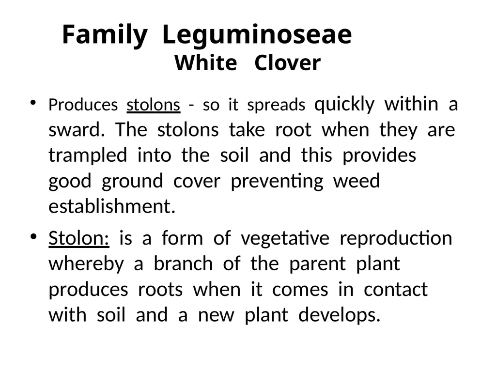 Plant Identification Plant Identification All - slide 40 of 48