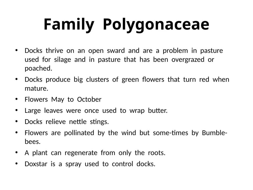 Plant Identification Plant Identification All - slide 15 of 48