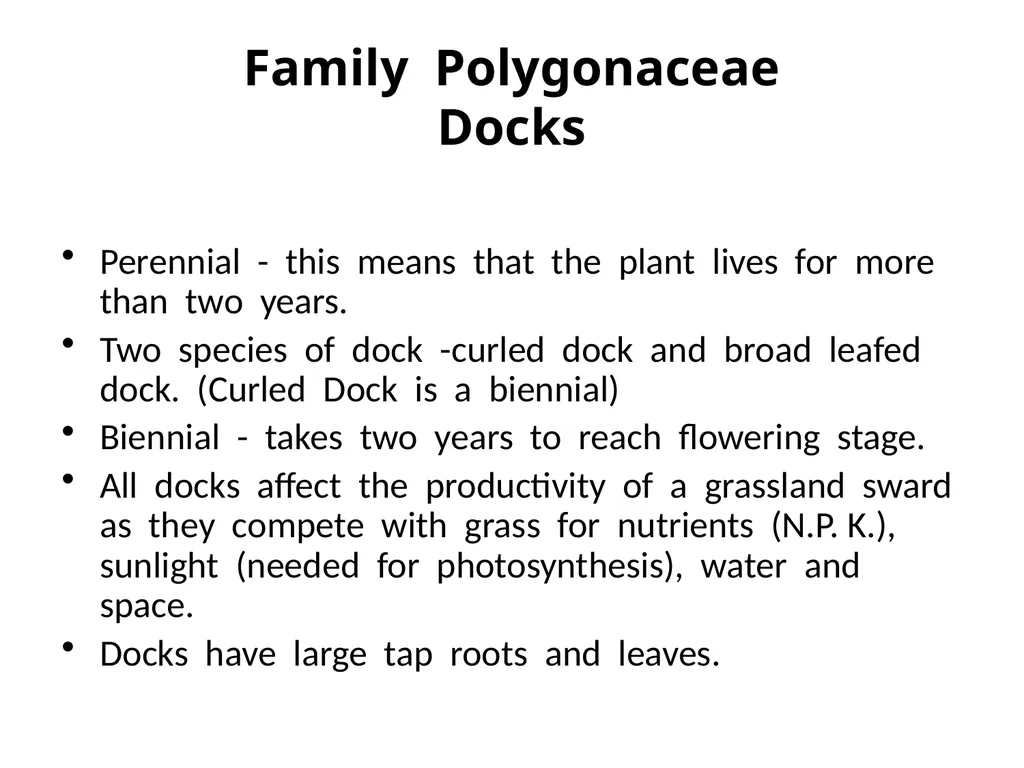 Plant Identification Plant Identification All - slide 14 of 48