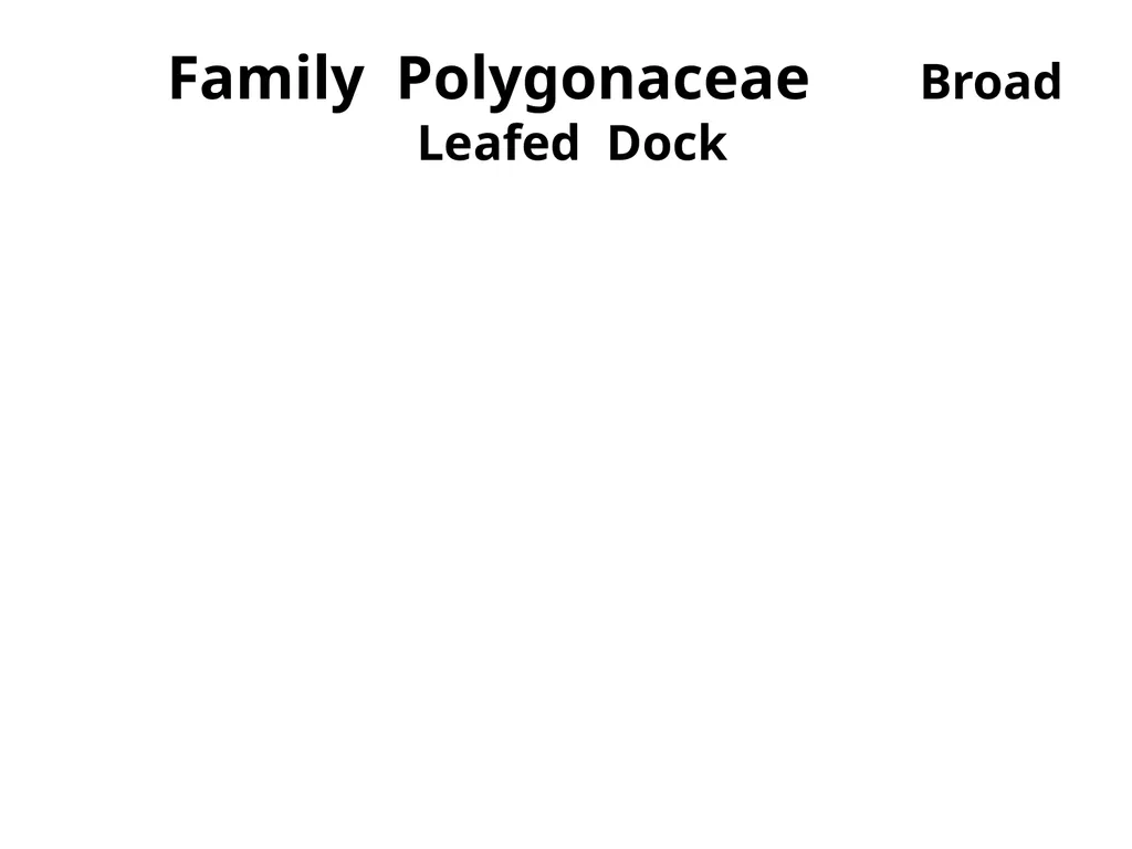 Plant Identification Plant Identification All - slide 16 of 48