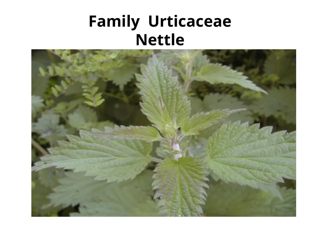 Plant Identification Plant Identification All - slide 21 of 48
