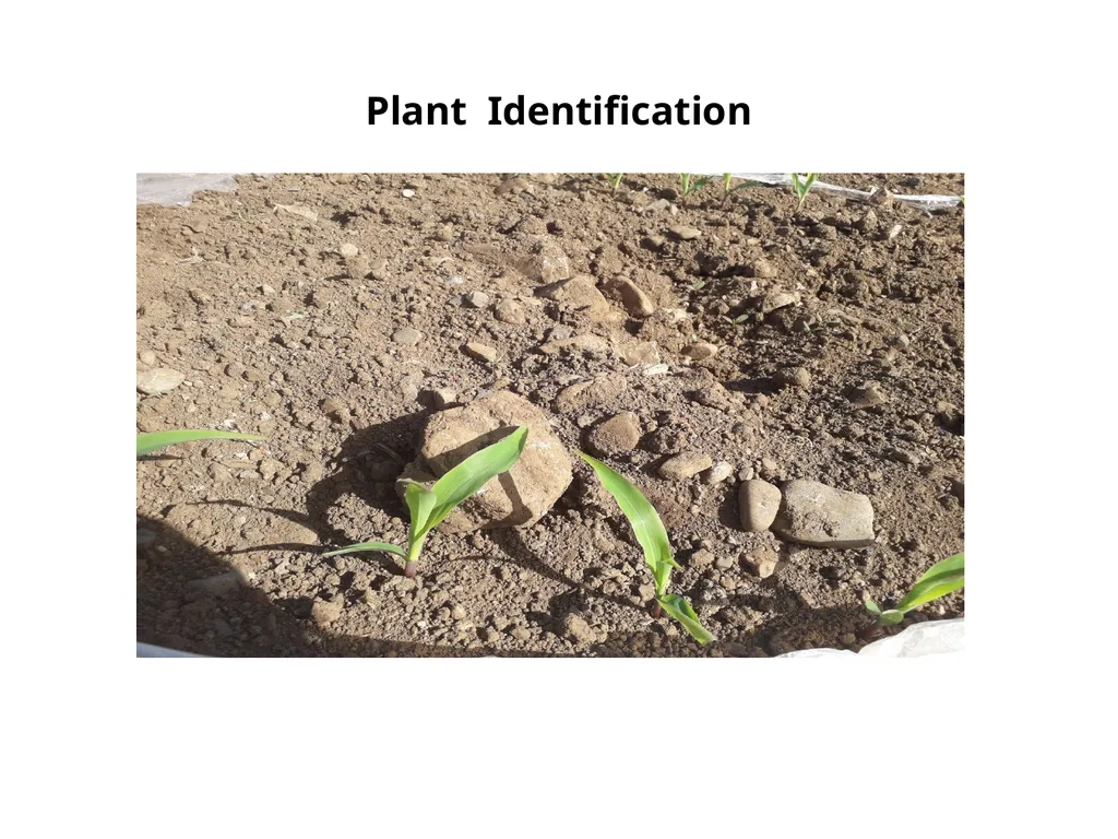 Plant Identification Plant Identification All - slide 1 of 48