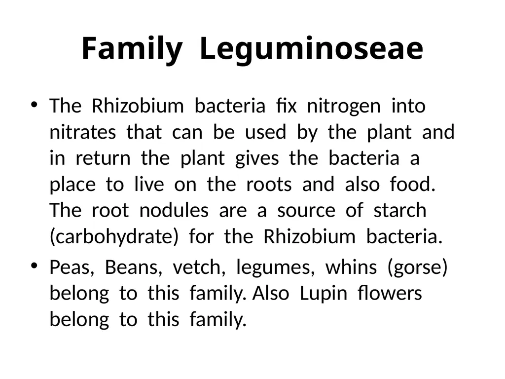 Plant Identification Plant Identification All - slide 34 of 48