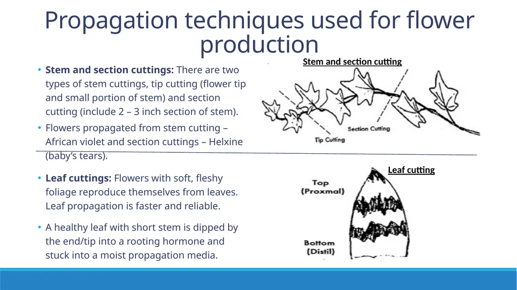 Flower Production in a Nursery Environment - slide 7 of 15
