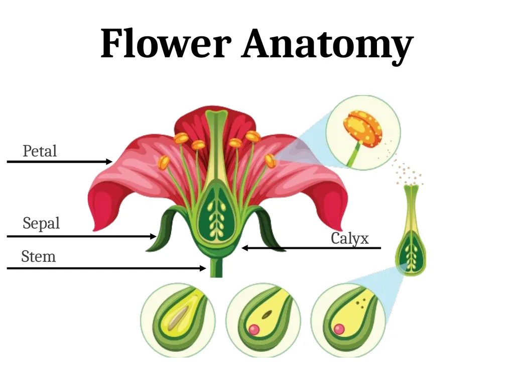 Flower Anatomy Petal Sepal Stem Calyx Flower - slide 1 of 3