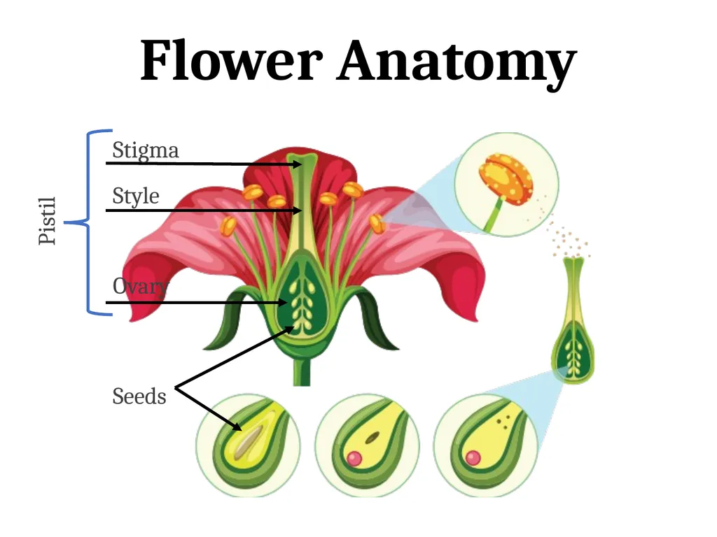 Flower Anatomy Petal Sepal Stem Calyx Flower - slide 2 of 3
