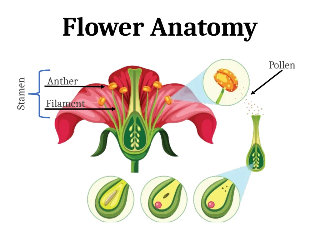 Flower Anatomy Petal Sepal Stem Calyx Flower - slide 3 of 3