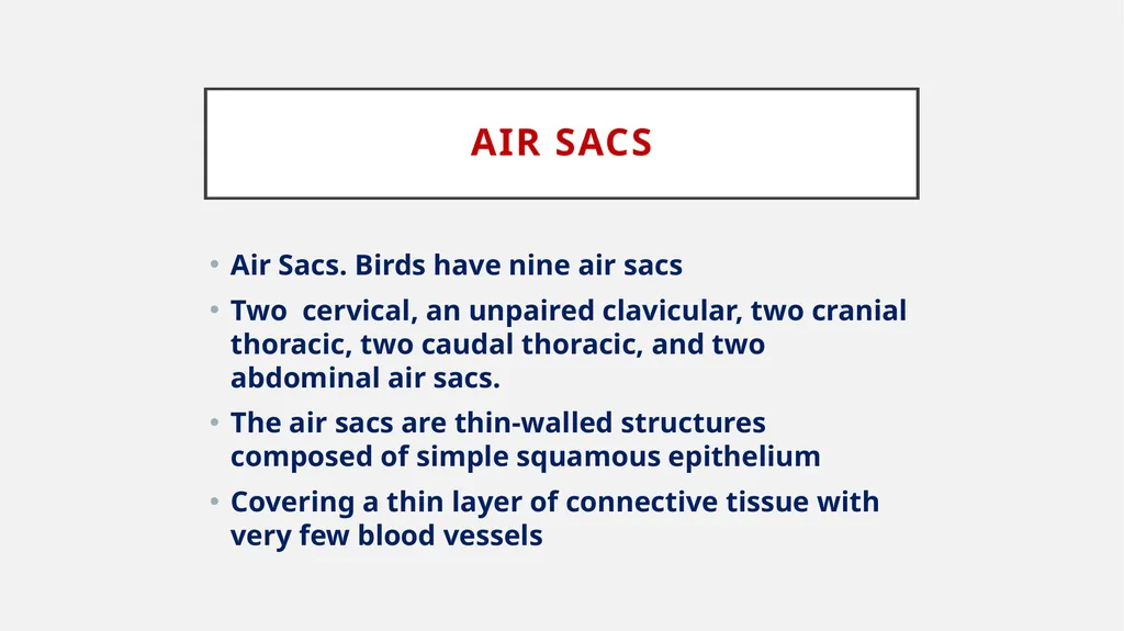 Bird respiratory system By Dr. K. Usha Rani DNR. - slide 3 of 7