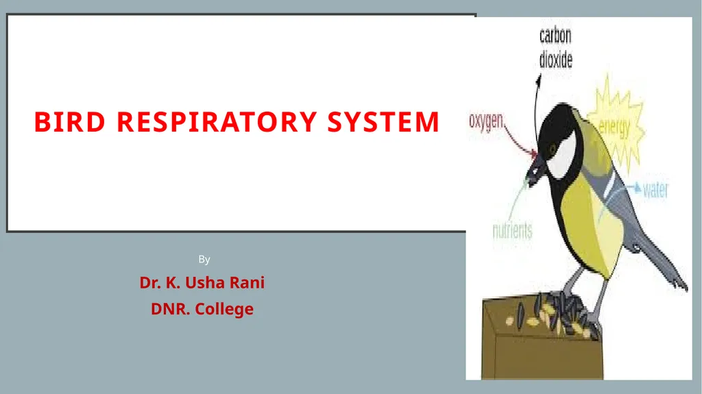 Bird respiratory system By Dr. K. Usha Rani DNR. - slide 1 of 7