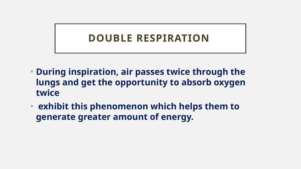 Bird respiratory system By Dr. K. Usha Rani DNR. - slide 6 of 7
