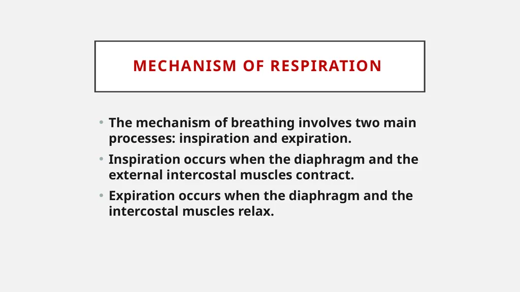Bird respiratory system By Dr. K. Usha Rani DNR. - slide 5 of 7