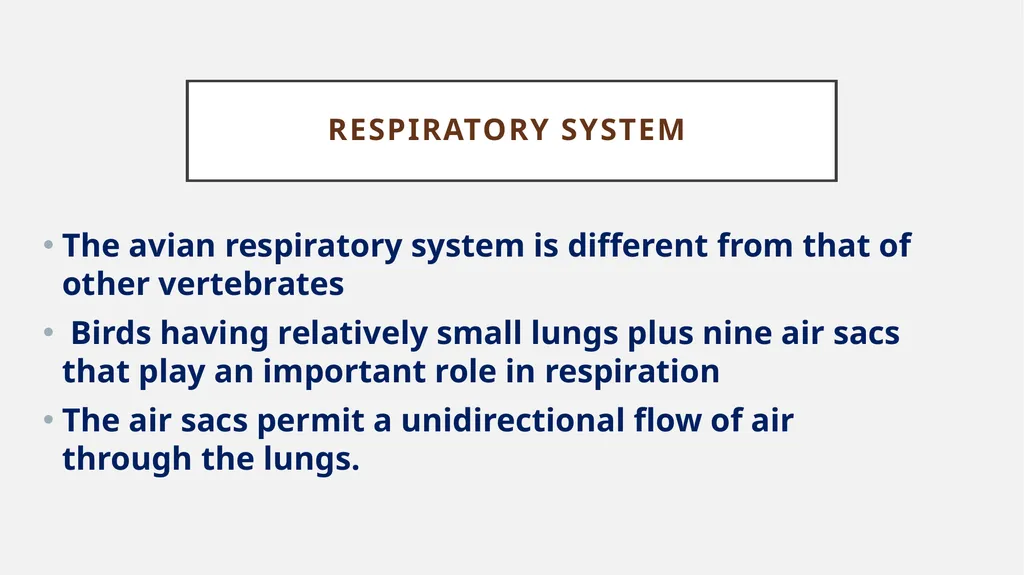 Bird respiratory system By Dr. K. Usha Rani DNR. - slide 2 of 7
